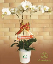 HD33 Chậu lan hồ điệp 3 cành trắng