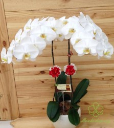 HD35 Chậu lan hồ điệp 2 cành trắng đẹp