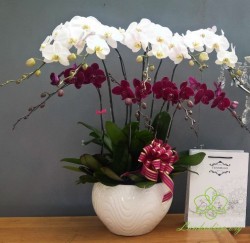 HD39 Chậu lan hồ điệp trắng nền tím