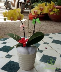 HDV1 - Chậu lan hồ điệp vàng 2 cành ấn tượng