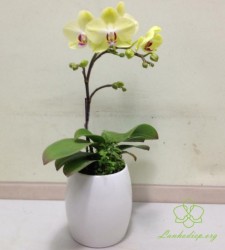HDV10 - Chậu lan hồ điệp vàng 1 cành đẹp