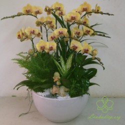 HDV11 - Chậu lan hồ điệp vàng 9 cành đẹp