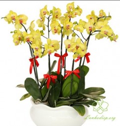 HDV12- Chậu lan hồ điệp vàng 9 cành đẹp