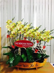 HDV13- Chậu lan hồ điệp vàng 20 cành: Khởi đầu thuận lợi