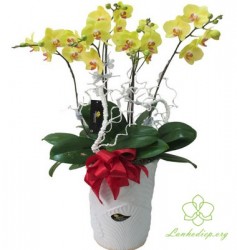 HDV15 - Chậu lan hồ điệp vàng 5 cành đẹp
