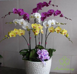 HDV2 - Chậu lan hồ điệp vàng 9 cành đẹp