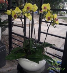 HDV23 - Chậu lan hồ điệp vàng 5 cành đẹp