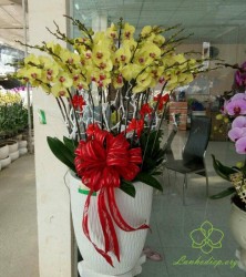 HDV24 Chậu lan hồ điệp vàng 5 cành đẹp