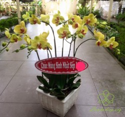 HDV25 Chậu lan hồ điệp vàng 8 cành đẹp: Phát tài
