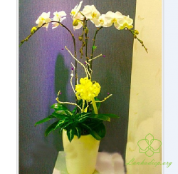 HDV3 - Chậu lan hồ điệp vàng 3 cành đẹp