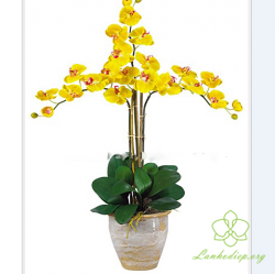 HDV4 - Chậu lan hồ điệp vàng 3 cành đẹp