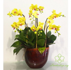 HDV5 - Chậu lan hồ điệp vàng 6 cành đẹp
