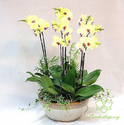 HDV6 - Chậu lan hồ điệp vàng 7 cành đẹp