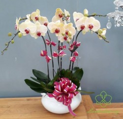 HDV7 - Chậu lan hồ điệp vàng 6 cành đẹp