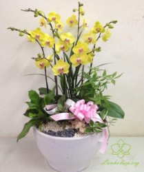 HDV9 - Chậu lan hồ điệp vàng 6 cành đẹp
