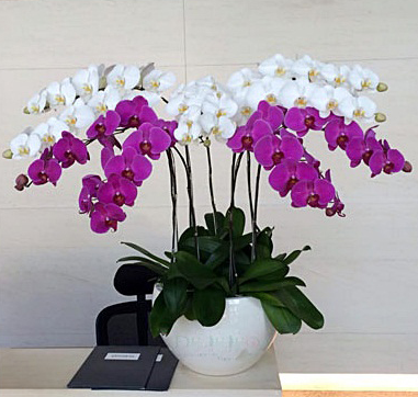 Chậu lan nhiều màu