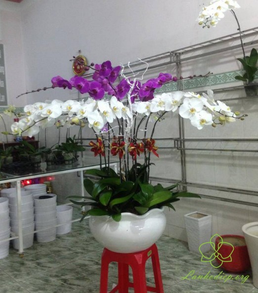 /uploads/san-pham/2018_06/tim/hdt-192500k-hinh-anh-chau-lanho-diep-mautrang-tim-9-canh.jpg